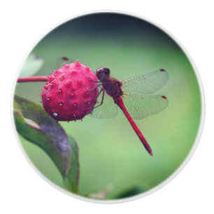 Roter Dragonfly auf Dogwood Frucht Nah Keramikknauf