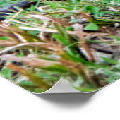 Roter Dschungelvögel Poster (Ecke)