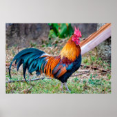 Roter Dschungelvögel Poster (Vorne)