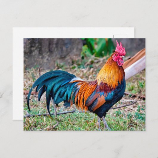 Roter Dschungelvögel Postkarte (Vorne/Hinten)