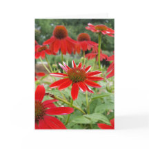 Roter Echinacea Notecards (freier Raum nach innen)