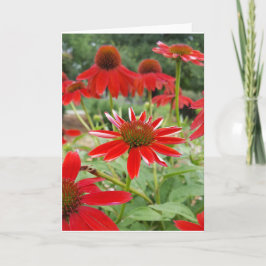 Roter Echinacea Notecards (freier Raum nach innen) Karte