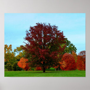 Roter Eichenbaum im Herbst Poster