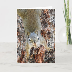 Roter Eichhörnchen Karte