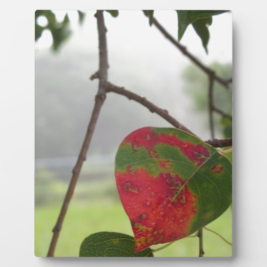 Roter Fall der Blätter in Florida Fotoplatte (Vorderseite)