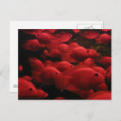 Roter Fisch Postkarte (Vorne/Hinten)