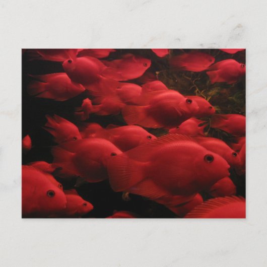 Roter Fisch Postkarte (Vorderseite)