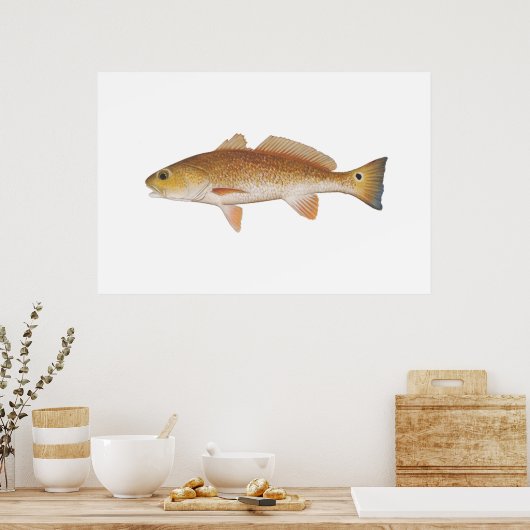 Roter Fisch - Roter Trommelfell Poster (Küche)