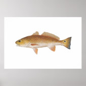 Roter Fisch - Roter Trommelfell Poster (Vorne)