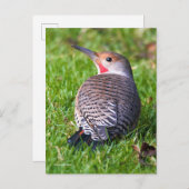 Roter Flackernspecht auf Rasen Postkarte (Vorne/Hinten)
