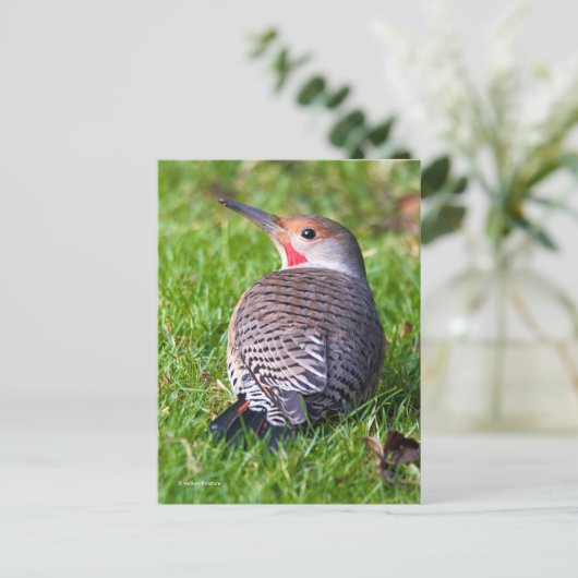 Roter Flackernspecht auf Rasen Postkarte (Stehend Vorderseite)