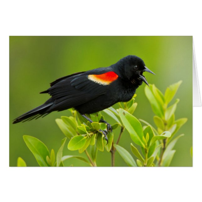 Roter Flügel (Agelaius Phoeniceus) (Vorderseite (Horizontal))