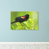 Roter Flügel (Agelaius Phoeniceus) Leinwanddruck (Insitu (Holzboden))