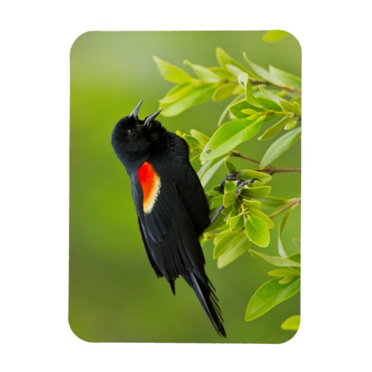 Roter Flügel (Agelaius Phoeniceus) Magnet (Vertikal)