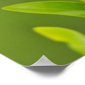 Roter Flügel (Agelaius Phoeniceus) Männchen Poster (Ecke)