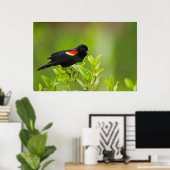 Roter Flügel (Agelaius Phoeniceus) Männchen Poster (Heimbüro)