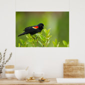 Roter Flügel (Agelaius Phoeniceus) Männchen Poster (Küche)