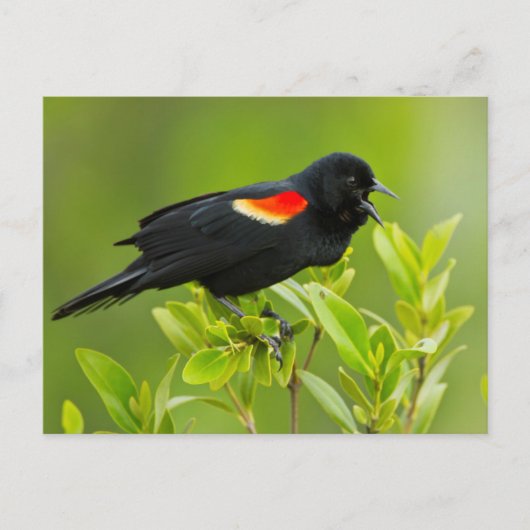 Roter Flügel (Agelaius Phoeniceus) Postkarte (Vorderseite)