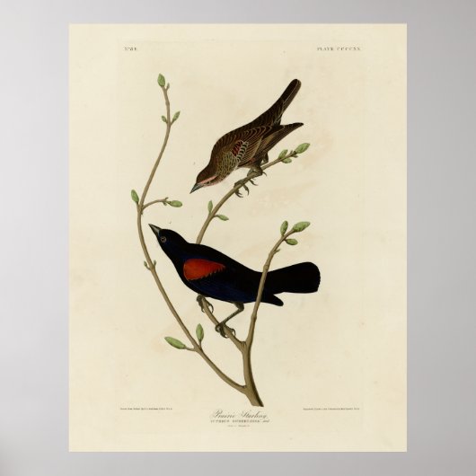 Roter Flügel Blackbird - Audubons Vögel in Amerika Poster (Vorne)