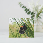 Roter Flügel-Blackbird-Foto Postcard Postkarte (Stehend Vorderseite)
