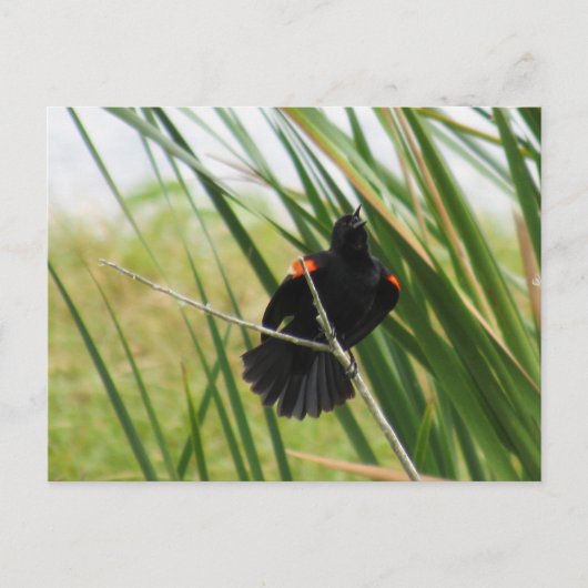 Roter Flügel-Blackbird-Foto Postcard Postkarte (Vorderseite)