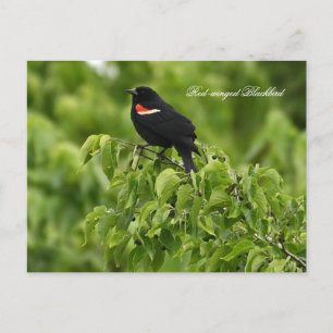 Roter Flügel-Blackbird-Postkarte Feiertagspostkarte