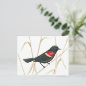 Roter Flügel-Blackbird-Postkarte Postkarte (Stehend Vorderseite)