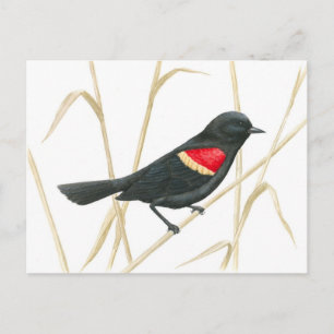 Roter Flügel-Blackbird-Postkarte Postkarte