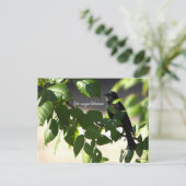 Roter Flügel-Blackbird-Postkarte Postkarte (Stehend Vorderseite)