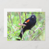 Roter Flügel-Blackbird-Postkarte Postkarte (Vorne/Hinten)
