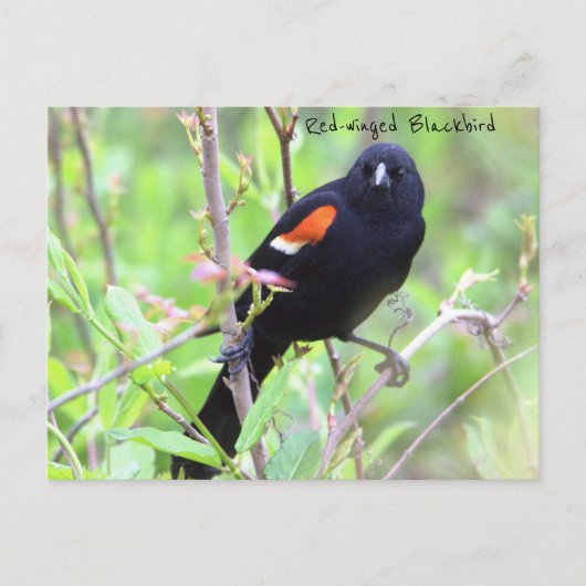 Roter Flügel-Blackbird-Postkarte Postkarte (Vorderseite)