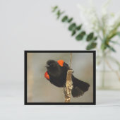 Roter Flügel-Blackbird-Postkarte Postkarte (Stehend Vorderseite)