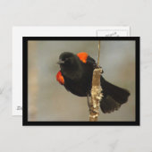 Roter Flügel-Blackbird-Postkarte Postkarte (Vorne/Hinten)