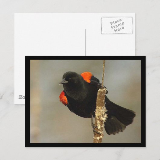 Roter Flügel-Blackbird-Postkarte Postkarte (Vorne/Hinten)