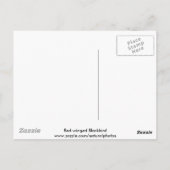 Roter Flügel-Blackbird-Postkarte Postkarte (Rückseite)