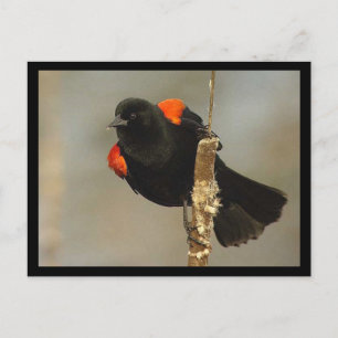 Roter Flügel-Blackbird-Postkarte Postkarte