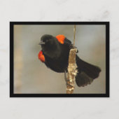 Roter Flügel-Blackbird-Postkarte Postkarte (Vorderseite)