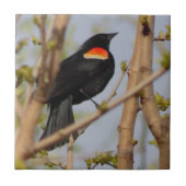 Roter Flügel Fliese (Vorderseite)