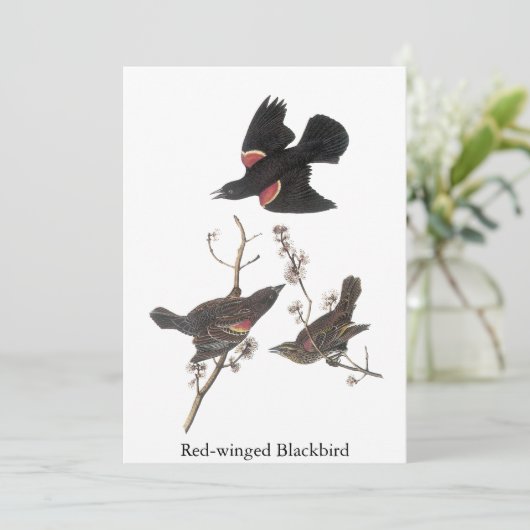 Roter Flügel, John Audubon Einladung (Stehend Vorderseite)