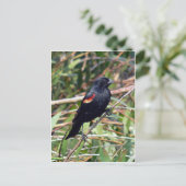 Roter Flügel Postkarte (Stehend Vorderseite)