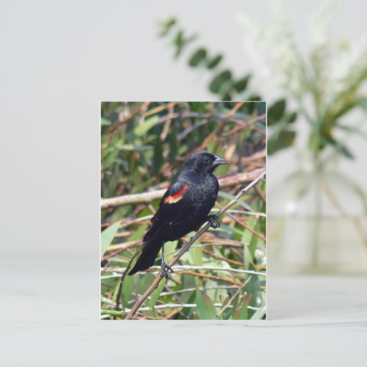 Roter Flügel Postkarte (Stehend Vorderseite)