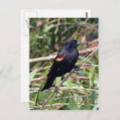 Roter Flügel Postkarte (Vorne/Hinten)