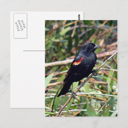 Roter Flügel Postkarte (Vorne/Hinten)