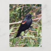 Roter Flügel Postkarte (Vorderseite)