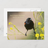 Roter Flügel Postkarte (Vorne/Hinten)