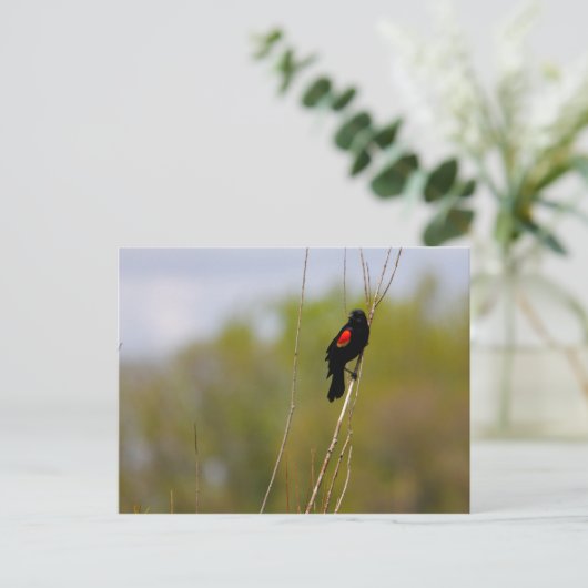 Roter Flügel Postkarte (Stehend Vorderseite)