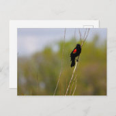 Roter Flügel Postkarte (Vorne/Hinten)