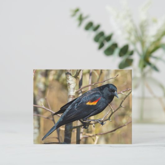 Roter Flügel Postkarte (Stehend Vorderseite)