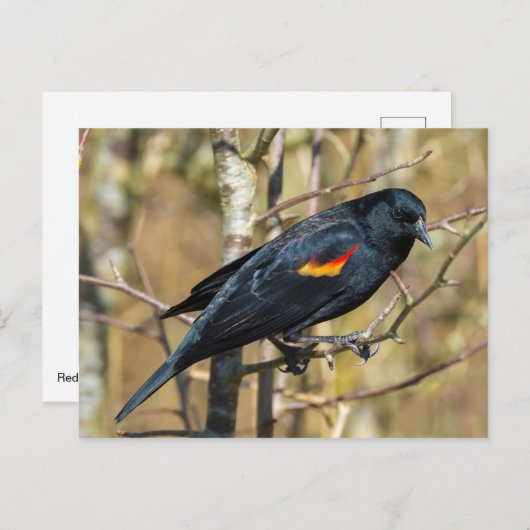 Roter Flügel Postkarte (Vorne/Hinten)