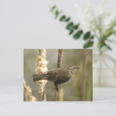 Roter Flügel (Weibchen) Postkarte (Stehend Vorderseite)